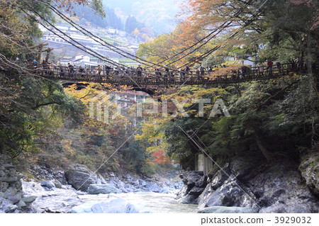 德島縣三好市秋天“Kazura no Kazura Bridge” 3929032