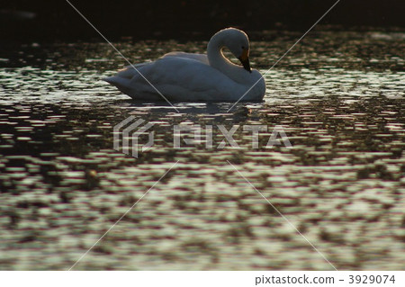 Swan * 06 Swan * 06 3929074