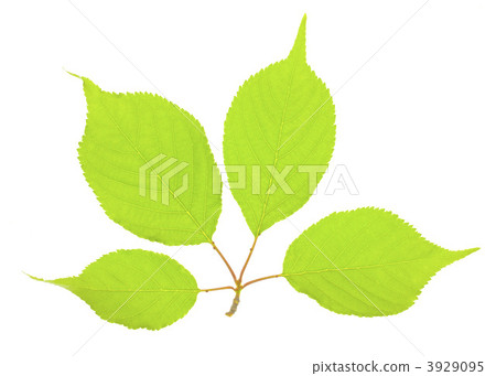 Fresh green leaves Fresh green leaves 3929095