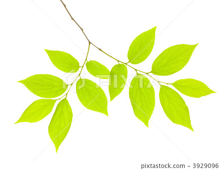 Fresh green leaves Fresh green leaves 3929096
