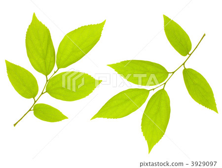 Fresh green leaves Fresh green leaves 3929097
