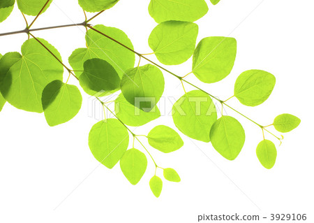 Fresh green of wig 3929106