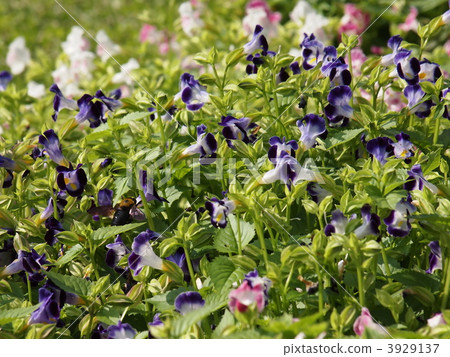 torenia, flower, flowers 3929137