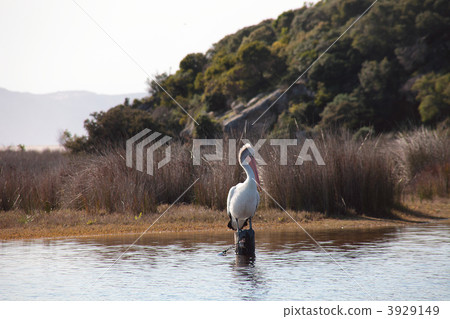 Koshigro Pelican Koshigro Pelican 3929149