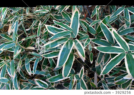 庫馬薩達在花園裡 3929256