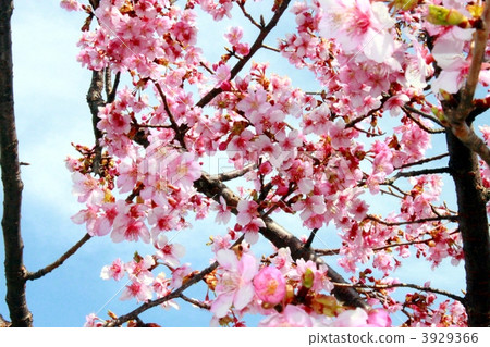 河津櫻花 3929366