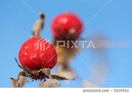Hamanas fruit Hamanas fruit 3929432