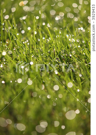 lawn, morning dew, Shiba 3929433