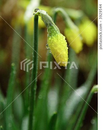 3 Daffodils 3 Daffodils 3929544