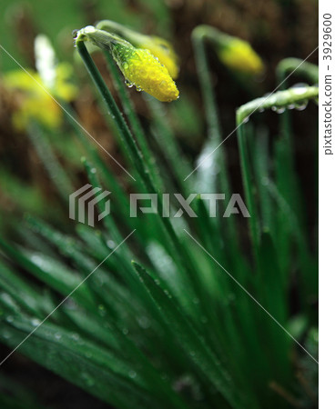 Daffodil in the rain 3929600