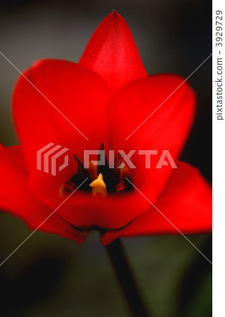 Tulip Tulip 3929729