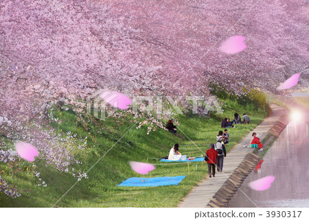 河畔 桜吹雪 櫻吹雪 3930317
