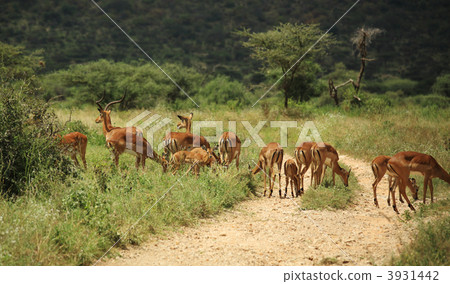 A group of gazelle's A group of gazelle's 3931442