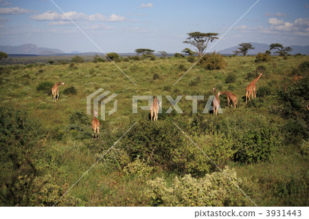 Giraffe feeding on the hillside 3931443