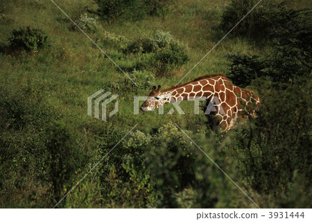 Giraffe reaching for food Giraffe reaching for food 3931444