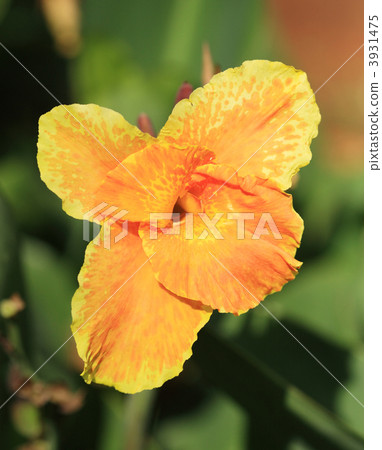 Orange tropical flower Orange tropical flower 3931475