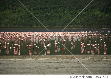 Hundreds of Flamingos Hundreds of Flamingos 3931511