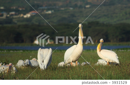 Pelicans Pelicans 3931529