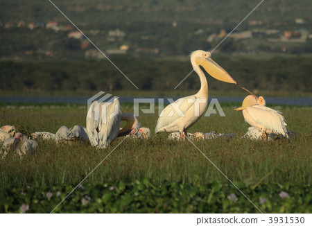 Pelicans feeding Pelicans feeding 3931530