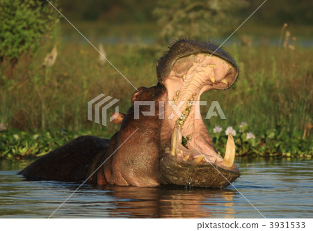 Hippo with its mouth open 3931533
