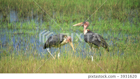 Two Marabou storks Two Marabou storks 3931620