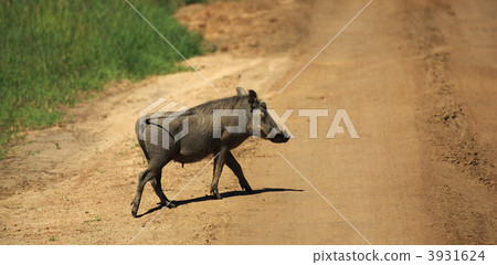 Warthog crossing a track Warthog crossing a track 3931624