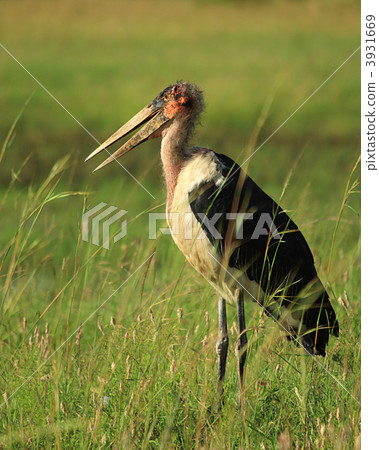 Marabou stork in the grass Marabou stork in the grass 3931669