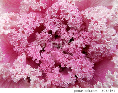 Habotan (leafy peony) Habotan (leafy peony) 3932164