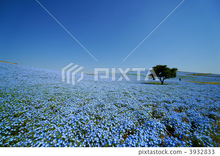 日立海濱公園 嬰兒的藍眼睛 林草屬植物(一種園藝觀賞植物) 3932833