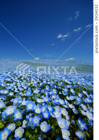 baby blue eyes, nemophila, observation hill 3934032