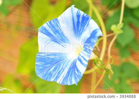 Blue morning glory. Blue morning glory. 3934088