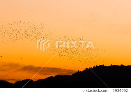 Mukudori and Mt. Takao 3934092