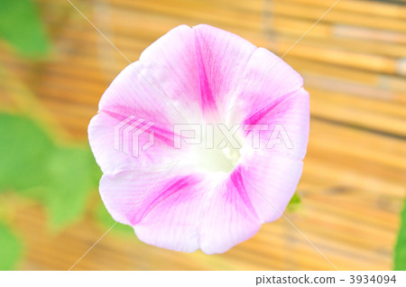 藍色牽牛花。 藍色牽牛花。 3934094