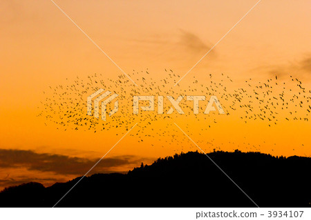Mukudori and Mt. Takao 3934107
