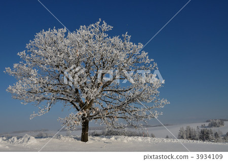 kashiwa nara, frost covered tree, frost-covered tree 3934109