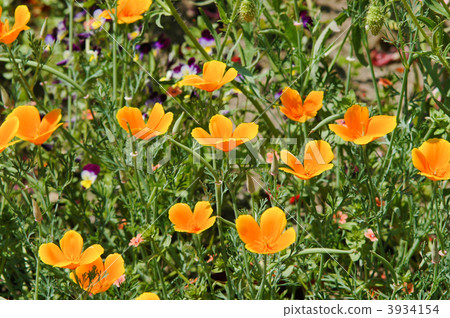 California poppy 3934154