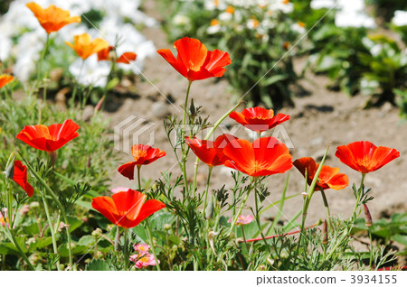 California poppy California poppy 3934155