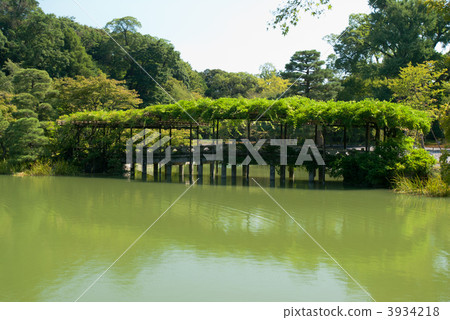 Yachidobashi and wisteria trellis in Senko Imperial Palace, Nankai Yachidobashi and wisteria trellis in Senko Imperial Palace, Nankai 3934218