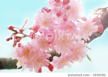 垂枝櫻花 八重櫻 櫻花 3936590
