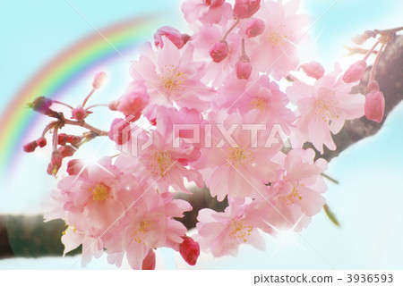 櫻花 垂枝櫻花 枝垂櫻 3936593