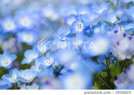 baby blue eyes, nemophila, hitachi seaside park 3936603