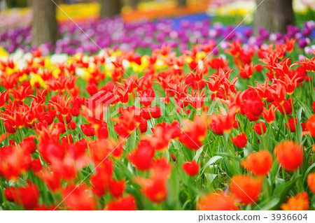 tulipa, floriography, flower symbolism 3936604