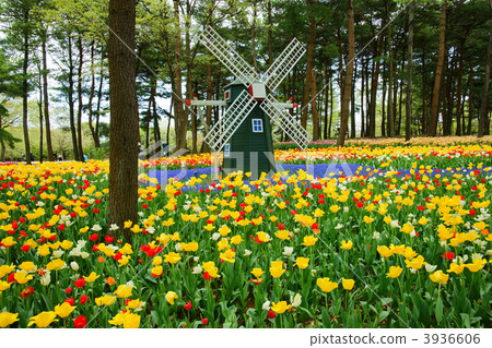 tulipa, floriography, flower symbolism 3936606