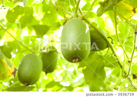 Tongan farm Tongan farm 3936739