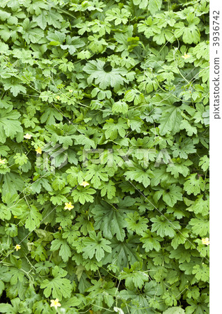 Green curtain of goya Green curtain of goya 3936742