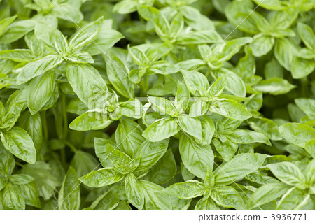 Sweet basil Sweet basil 3936771