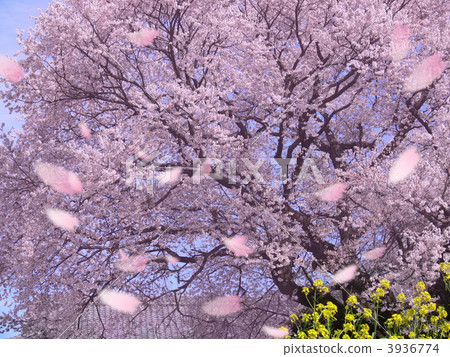 large tree, cherry petals falling like snowflakes, botanic 3936774