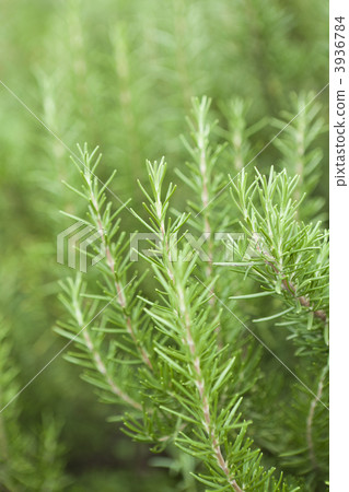 迷迭香 迷迭香 3936784