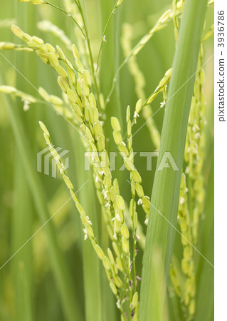 米花 米花 3936786