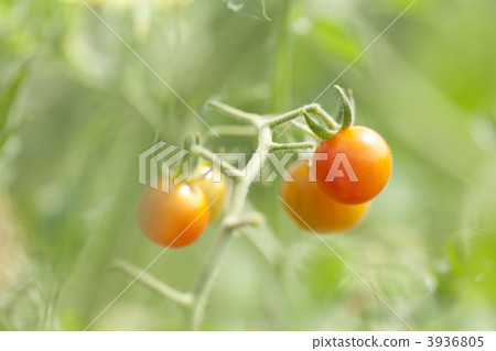 在領域種植的微蕃茄 在領域種植的微蕃茄 3936805